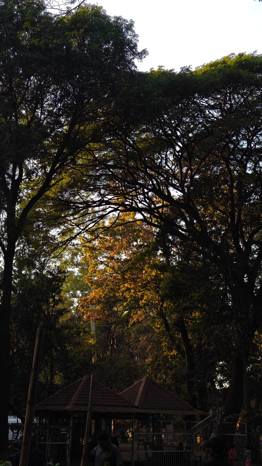 Photo of a tree
